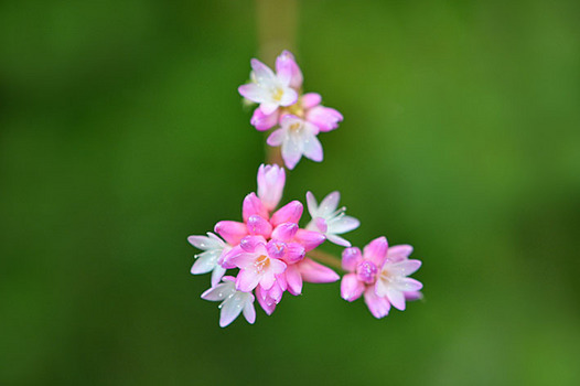 zaki-20151004-mizosoba.jpg