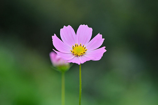 zaki-20151005-kosumosu.jpg
