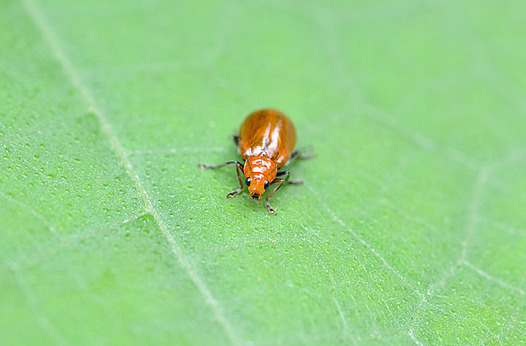zaki-20151005-urihamushi.jpg
