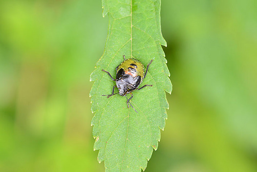 zaki-20151010-esakimonkitsunokamemushi-yochyu.jpg