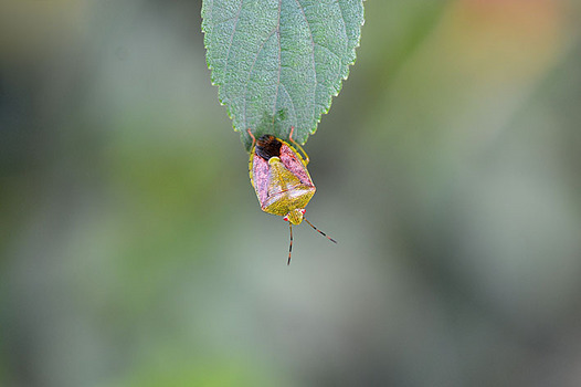 zaki-20151012-chabaneaokamemushi.jpg