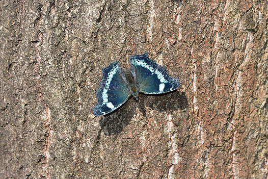zaki-20151012-ruritateha.jpg