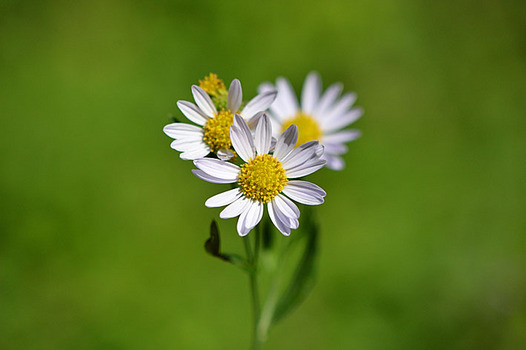 zaki-20151013-kantoyomena.jpg