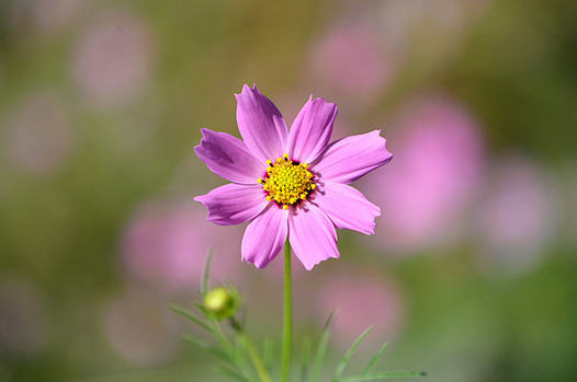 zaki-20151015-kosumosu.jpg