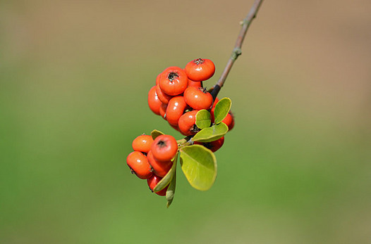 zaki-20151015-pirakansa-mi.jpg