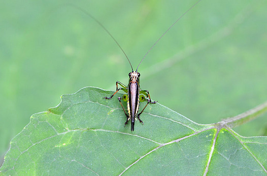 zaki-20151015-sasakiri.jpg