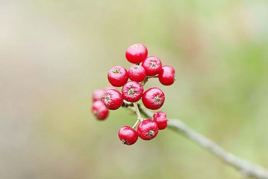 zaki-20151017-seiyokamatsuka-mi.jpg