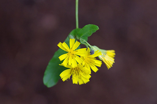 zaki-20151020-yakushiso.jpg