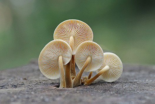 zaki-20151024-enokitake.jpg