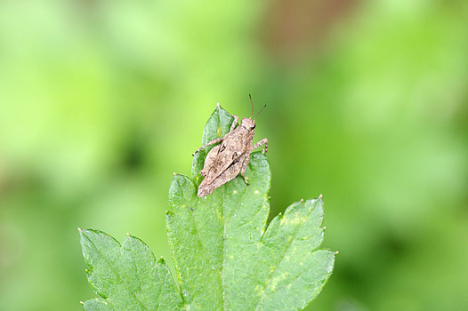 zaki-20151031-hishibata.jpg