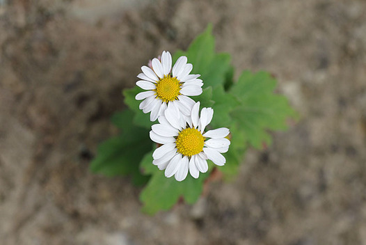 zaki-20151031-runogiku.jpg