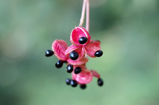 zaki-20151101-gonzui-mi.jpg