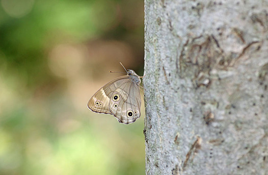 zaki-20151101-hikagecho.jpg