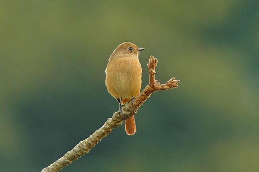 zaki-20151107-jobitaki-mesu-2.jpg
