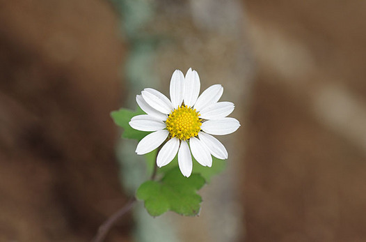 zaki-20151111-ryunogiku.jpg