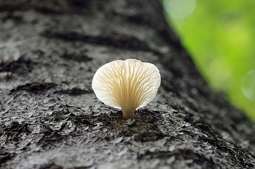 zaki-20151111-usuhiratake.jpg