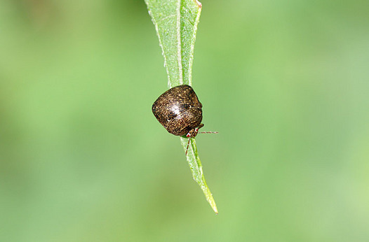 zaki-20151113-marukamemushi.jpg