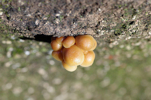 zaki-20151119-enokitake-yokin.jpg