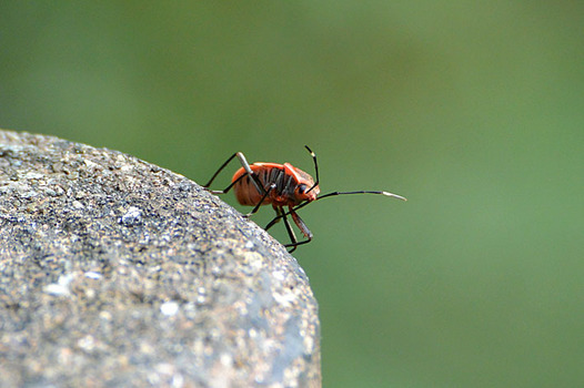 zaki-20151121-oohoshikamemushi.jpg