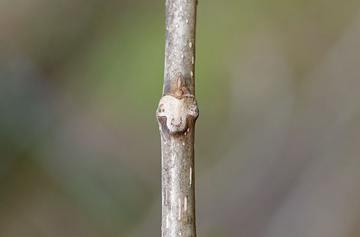 zaki-20151124-onigurumi-yokon.jpg