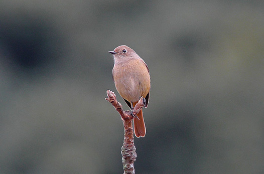 zaki-20151206-jobitaki-mesu.jpg