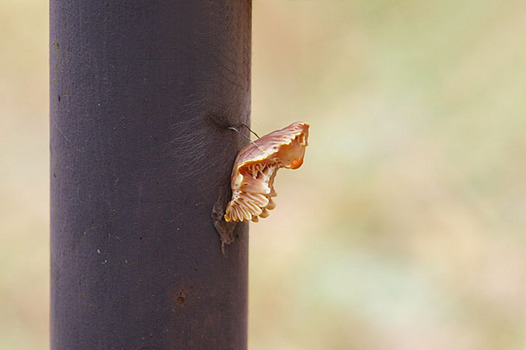 zaki-20151214-jakoageha-sanagi.jpg