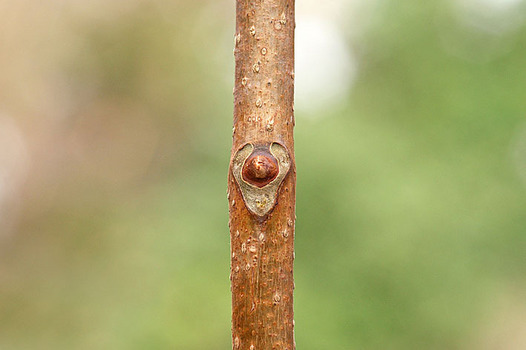 zaki-20151214-kihada-yokon.jpg