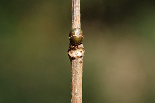 zaki-20151220-niwatoko-yokon.jpg