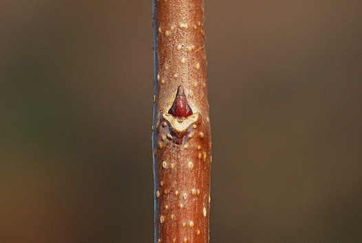 zaki-20151222-katsura-yokon.jpg