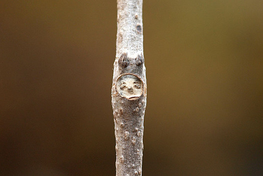 zaki-20151223-kuzu-yokon.jpg