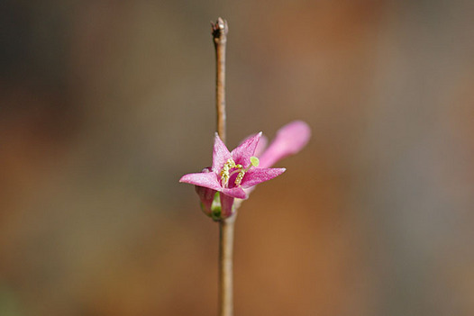 zaki-20151226-uguisukagura.jpg