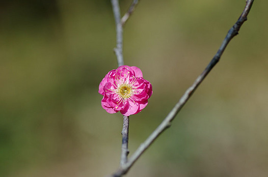 zaki-20151227-ume.jpg