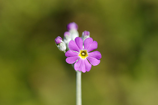 zaki-20160101-purimura-marakoides.jpg
