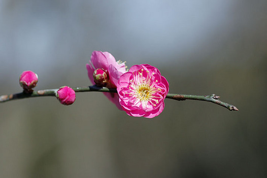 zaki-20160102-ume.jpg