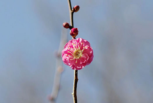 zaki-20160108-ume.jpg