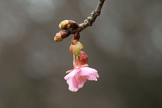 zaki-20160123-kawazuzakura.jpg