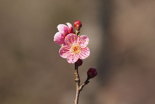 zaki-20160124-ume.jpg