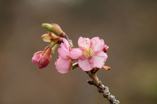 zaki-20160131-kawazuzakura.jpg