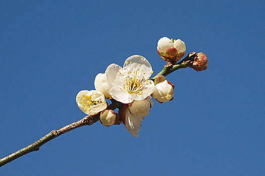 zaki-20160207-ume.jpg