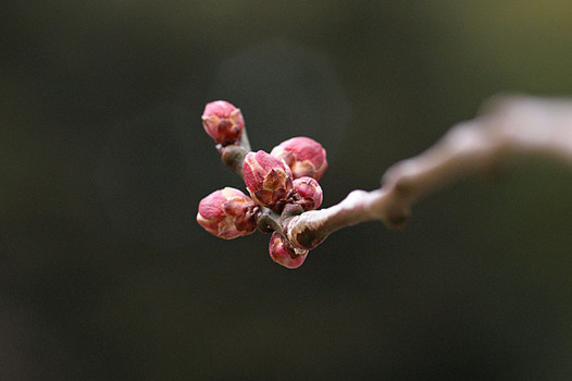 zaki-20160212-bungo-tsubomi.jpg