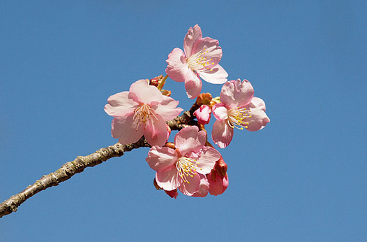 zaki-20160301-kawazuzakura.jpg