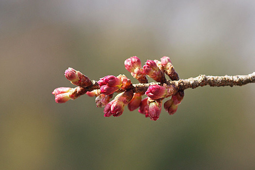 zaki-20160304-hikanzakura-tsubomi.jpg