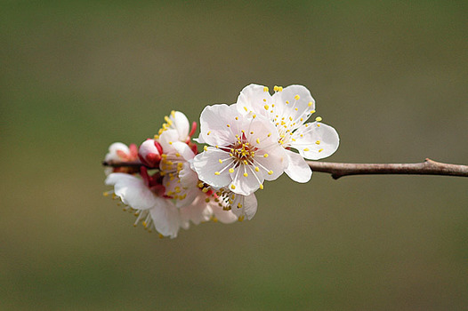 zaki-20160306-bungoume.jpg