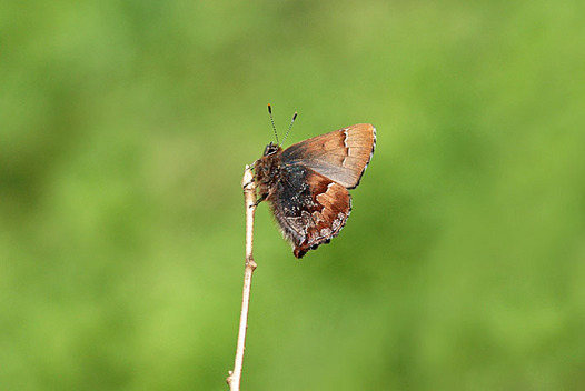 zaki-20160322-kotsubame.jpg