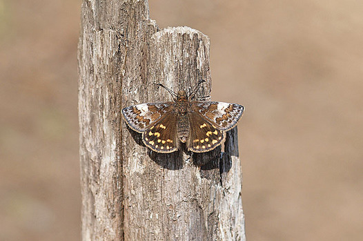 zaki-20160326-miyamaseseri.jpg