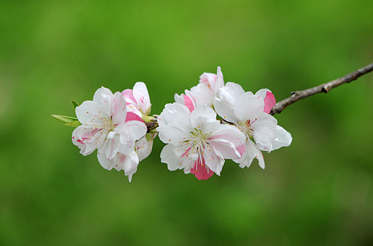 zaki-20160410-hanamomo.jpg