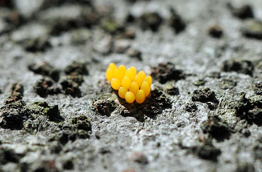 zaki-20160411-tentomushi-tamago.jpg