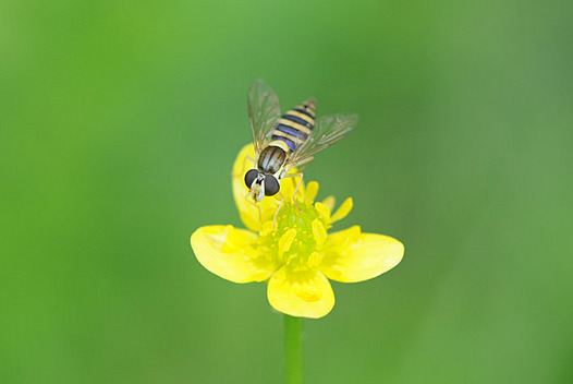 zaki-20160424-himehirataabu.jpg