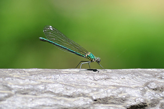 zaki-20160426-kawatonbo.jpg