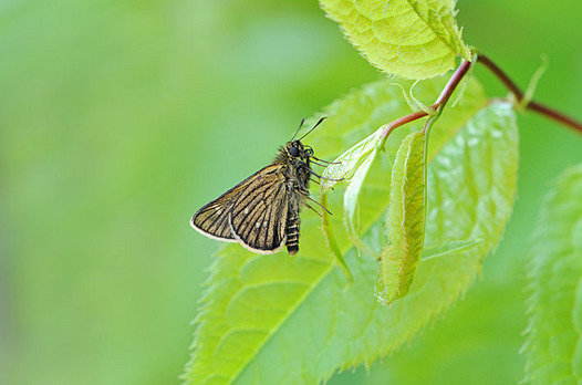 zaki-20160430-kochabaneseseri.jpg